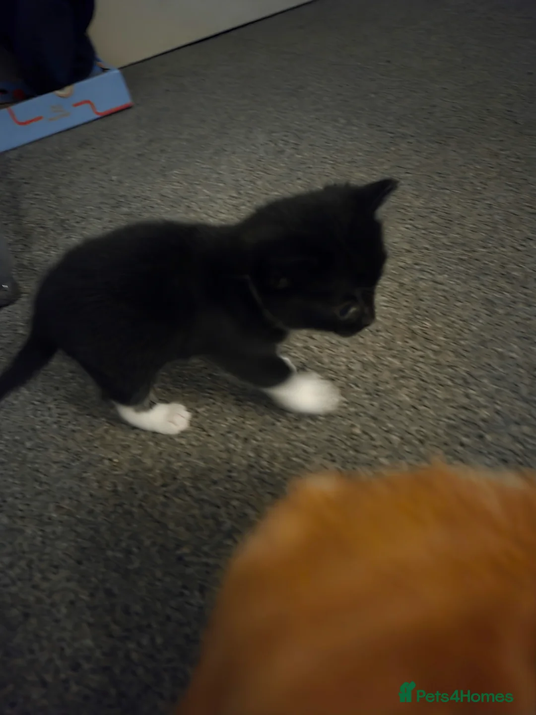 Mixed Breed cats for sale: 3 beautiful kittens  - Advert 2