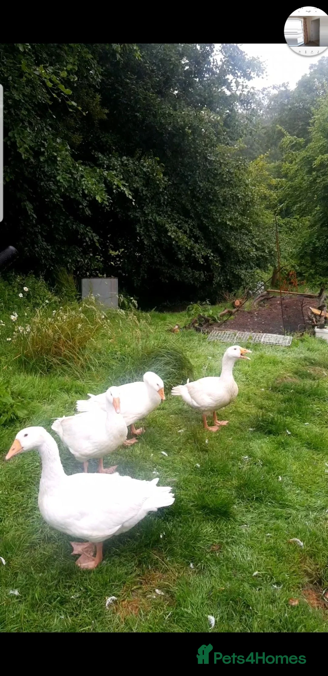 Geese poultry for sale: Geese  in Totnes - Advert 1