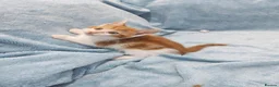 Mixed Breed cats for sale: 8 WEEKS OLD FLUFFY Kittens VIDEOS - Advert 7