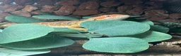 Bearded Dragon reptiles for sale: Bearded dragon complete with full set up in Romford - Advert 3