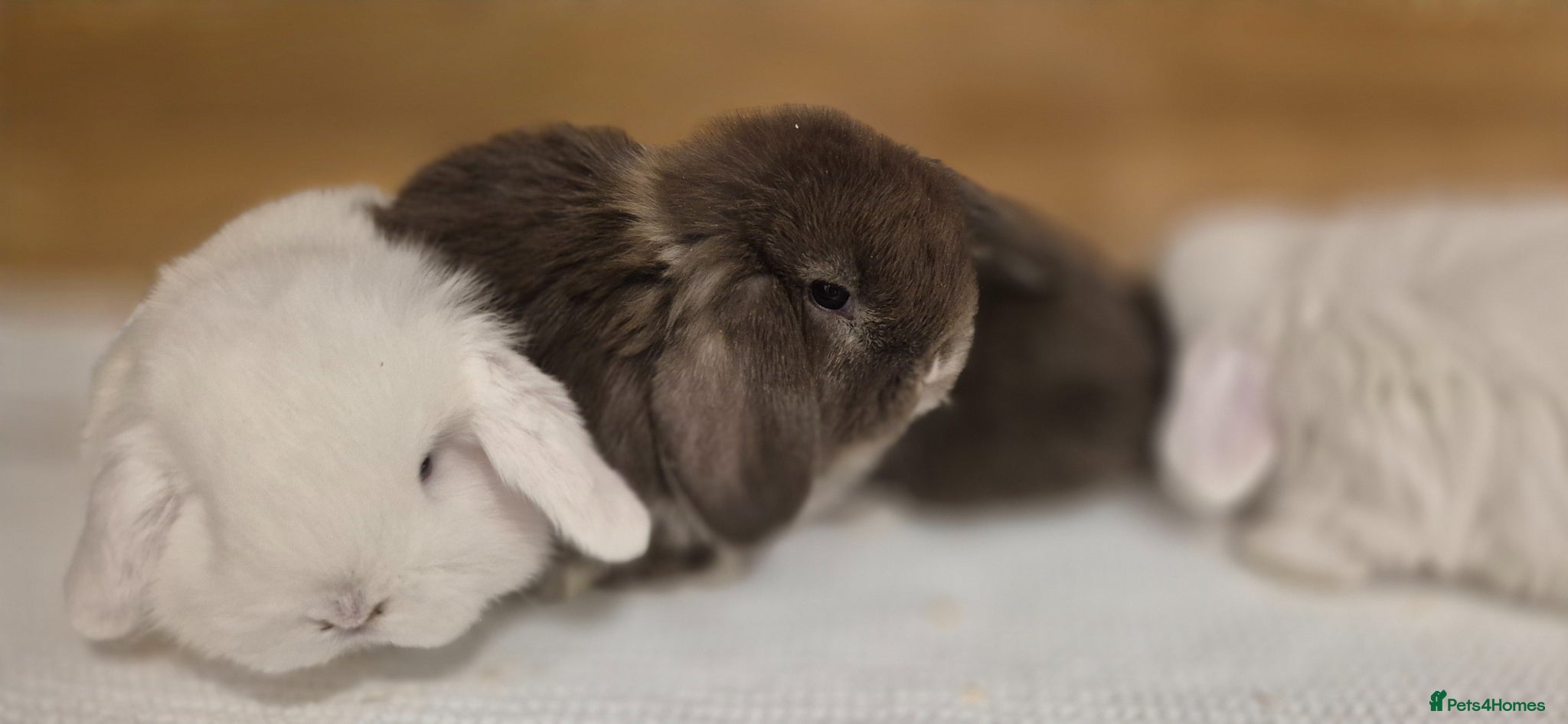 Mini Lop rabbits Gorgeous Mini Lop Baby Bunnies  - Advert 10