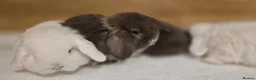 Mini Lop rabbits for sale: Gorgeous Mini Lop Baby Bunnies  - Advert 10