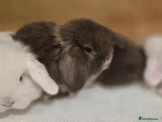 Mini Lop rabbits Gorgeous Mini Lop Baby Bunnies - Advert 1