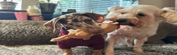 Miniature Dachshund dogs for stud: Miniature, short hair stud in Romford - Advert 24