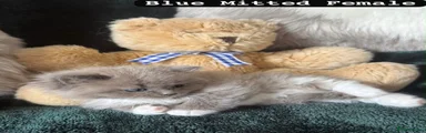 Ragdoll 2