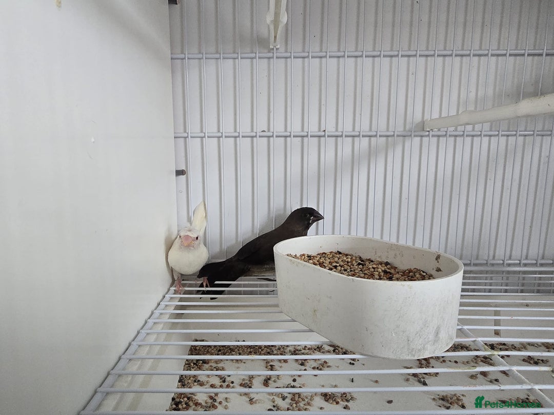 Finches birds for sale: Bengalese finch - Image 3