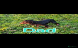 Cocker Spaniel dogs for sale: Ready now 8 weeks cicker puppies  - Advert 4