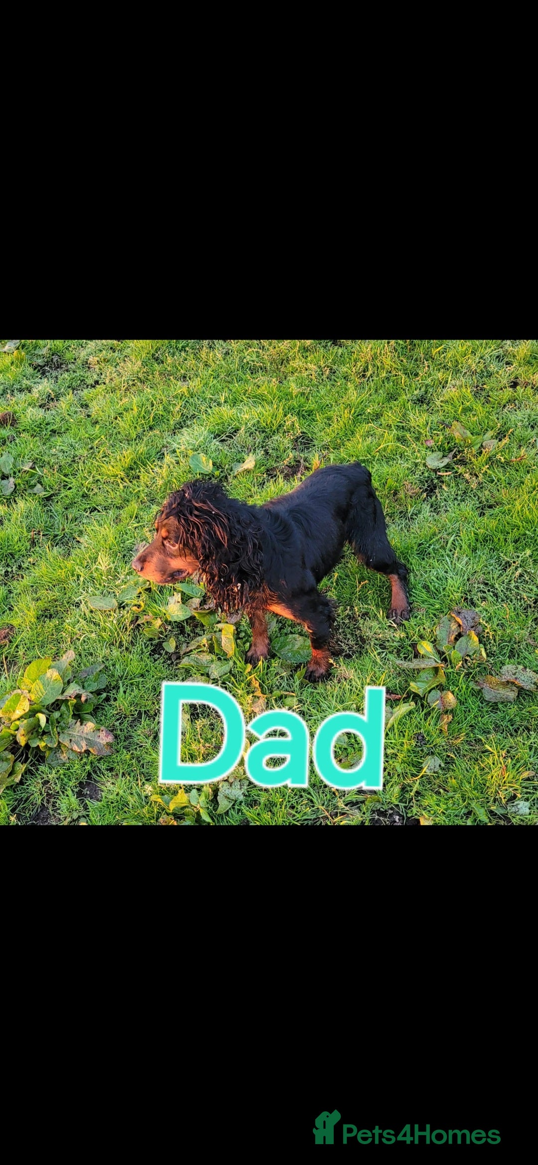 Cocker Spaniel dogs for sale: Ready now 8 weeks cicker puppies  - Advert 4