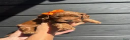 Cockapoo dogs for sale: Cockerpoos - Advert 16