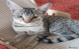 Savannah cats for sale: F5 Full Pedigree Tica Registered Girl Kitten - Image 12