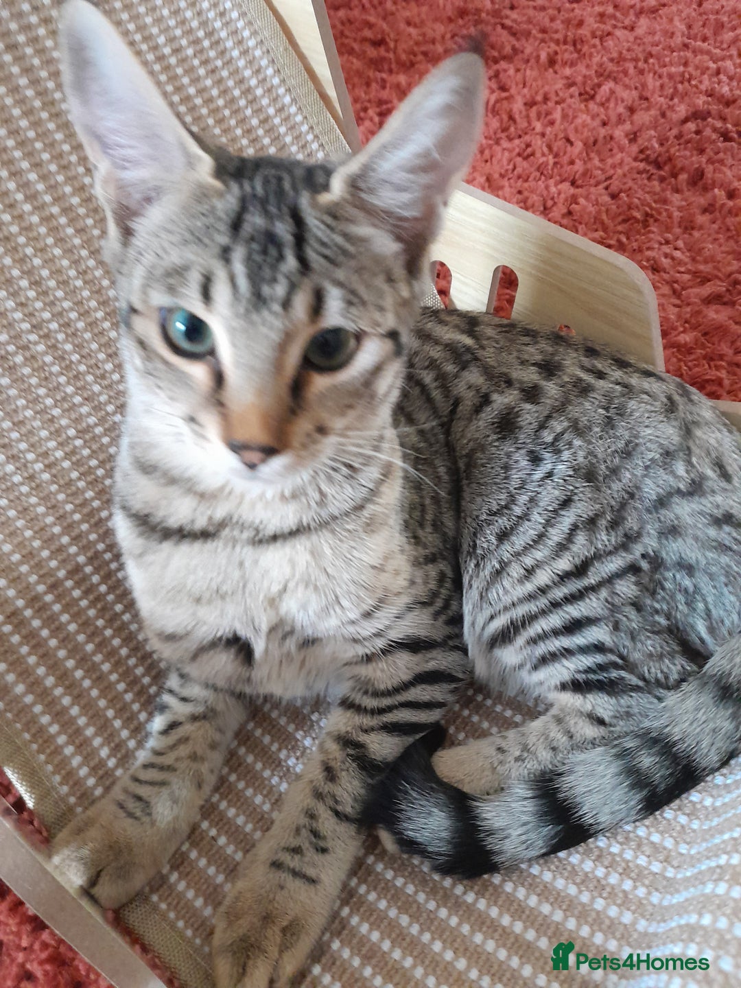 Savannah cats for sale: F5 Full Pedigree Tica Registered Girl Kitten - Image 12