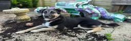 Mixed Breed dogs for adoption: Rocky for adoption in Hastings - Advert 1