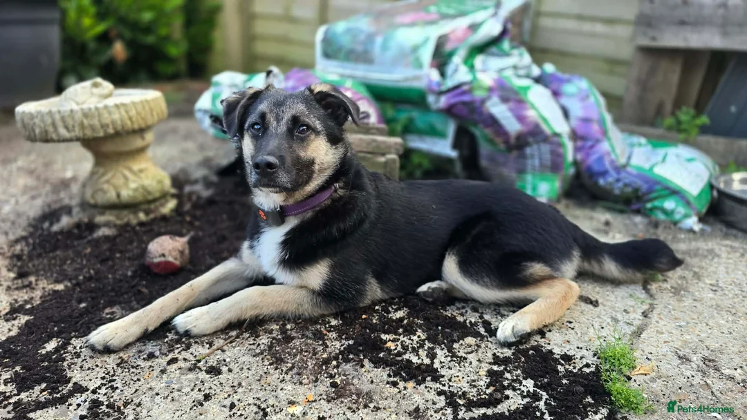 Mixed Breed dogs for adoption: Rocky for adoption in Hastings - Advert 1