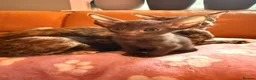 Oriental cats for sale: Beautiful Siamese & Oriental Kittens  - Advert 16
