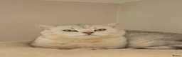 British Shorthair cats for stud: British Shorthair Gold Ny12 and Silver tipped - Advert 7