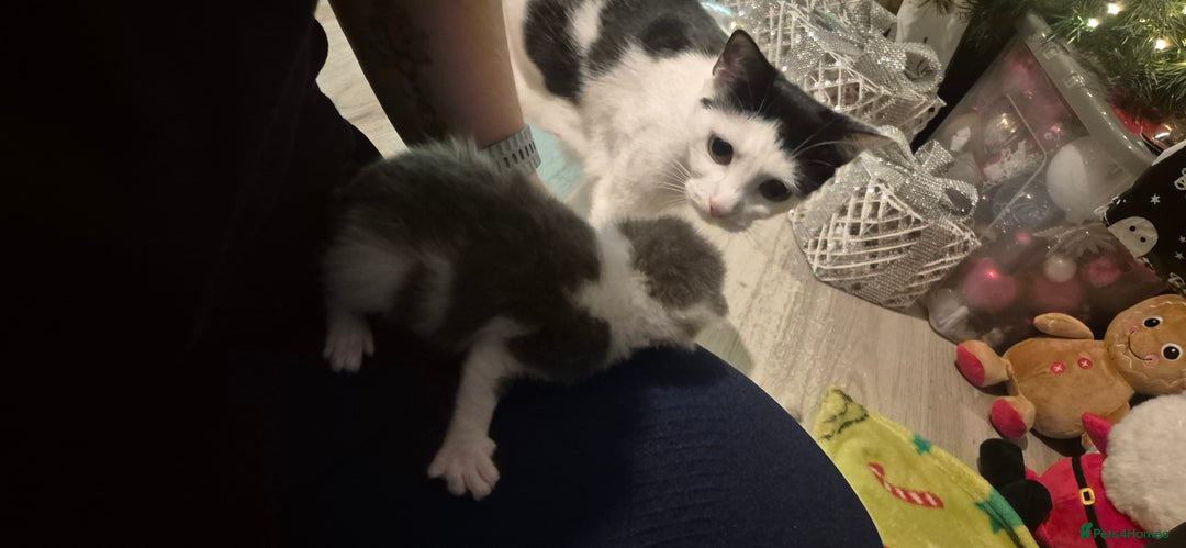 Domestic Shorthair cats for sale: Short hair kittens - Image 5