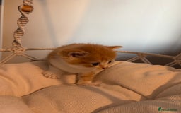 Persian cats for sale: Exotic Persians - Image 11