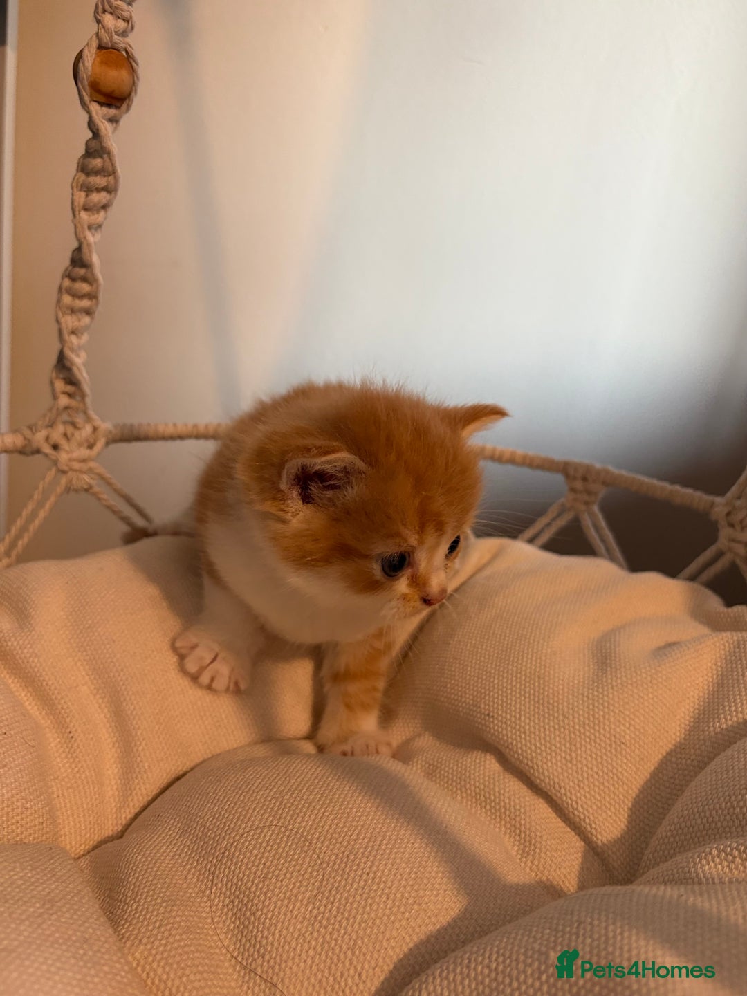 Persian cats for sale: Exotic Persians - Image 11