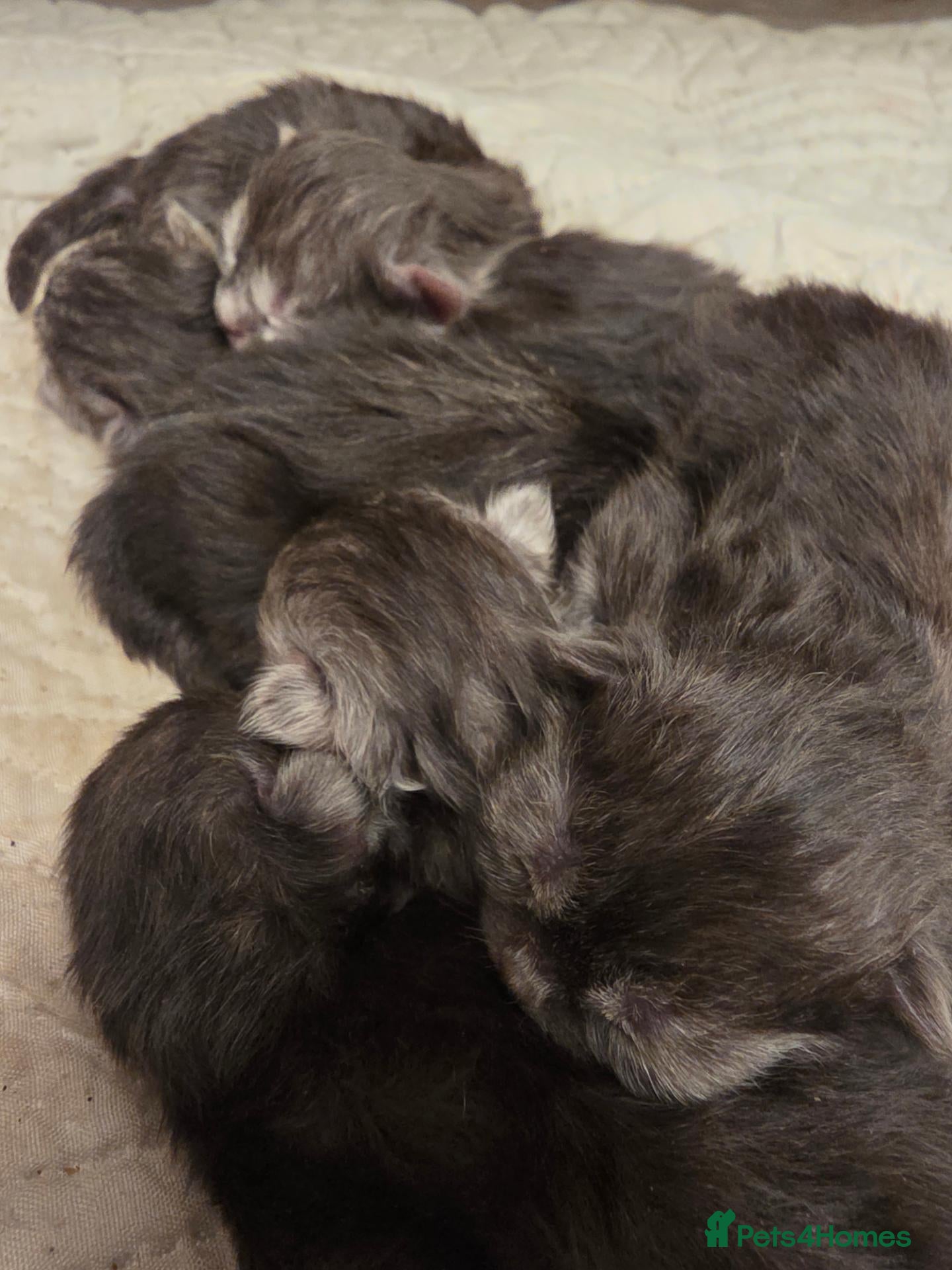 Persian cats 6 Persian kittens ready now (Midlands) - Advert 2