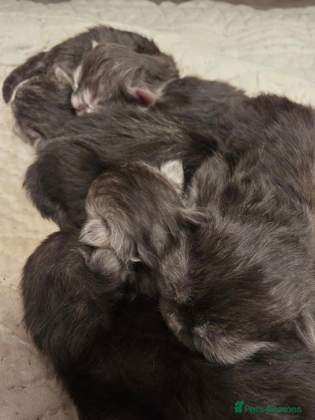 Persian cats for sale: 6 Persian kittens ready now (Midlands) - Advert 2