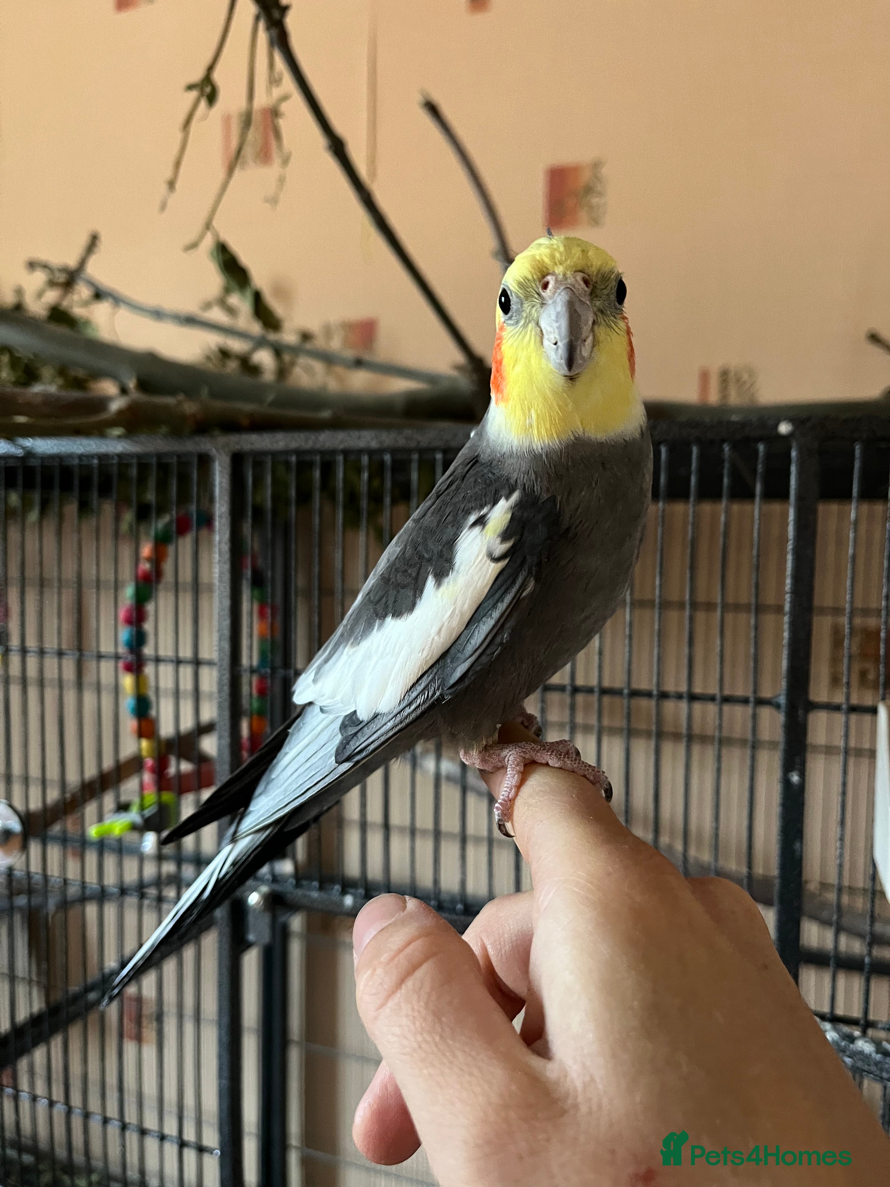 Cockatiels birds 2 Male hand reared Cockatiels  - Advert 16