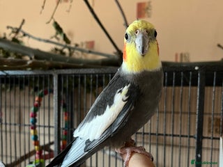 Cockatiels birds - Advert 3