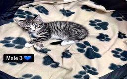 Domestic Shorthair cats for sale: 4 kittens available  - Image 12