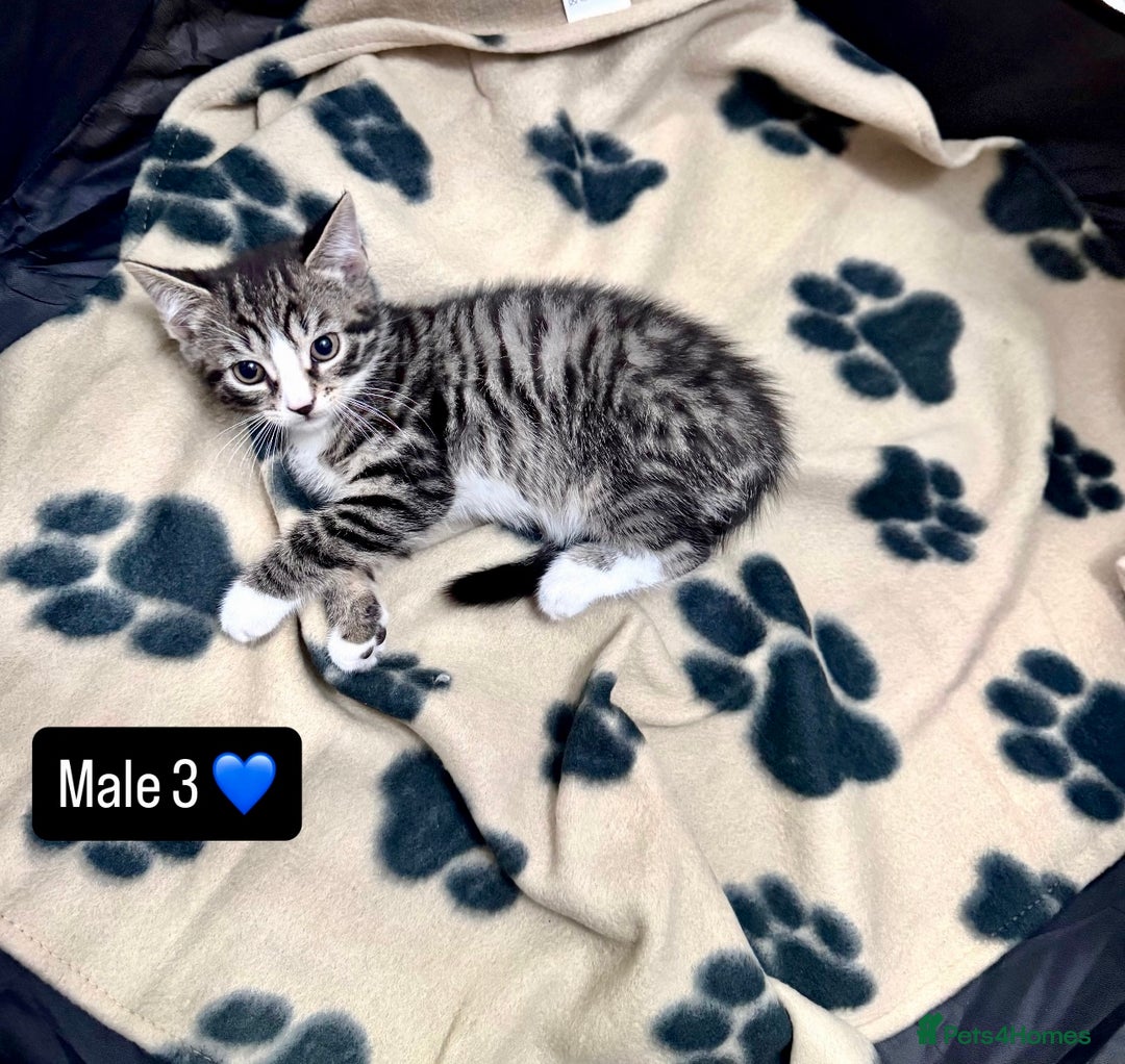 Domestic Shorthair cats for sale: 4 kittens available  - Image 12