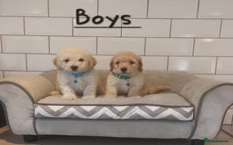 Poochon dogs for sale: Poochon puppies 🥰 - Image 11