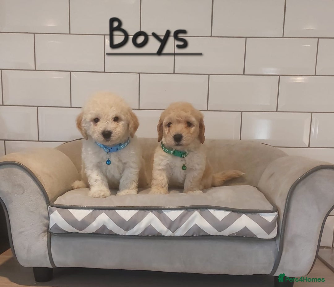 Poochon dogs for sale: Poochon puppies 🥰 - Image 11