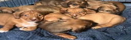 Jackshund dogs for sale: Four beautiful girls ready for their forever home  in Milford Haven - Advert 6