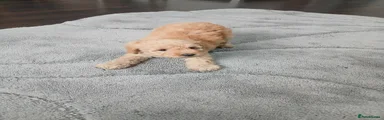 Miniature Poodle 5