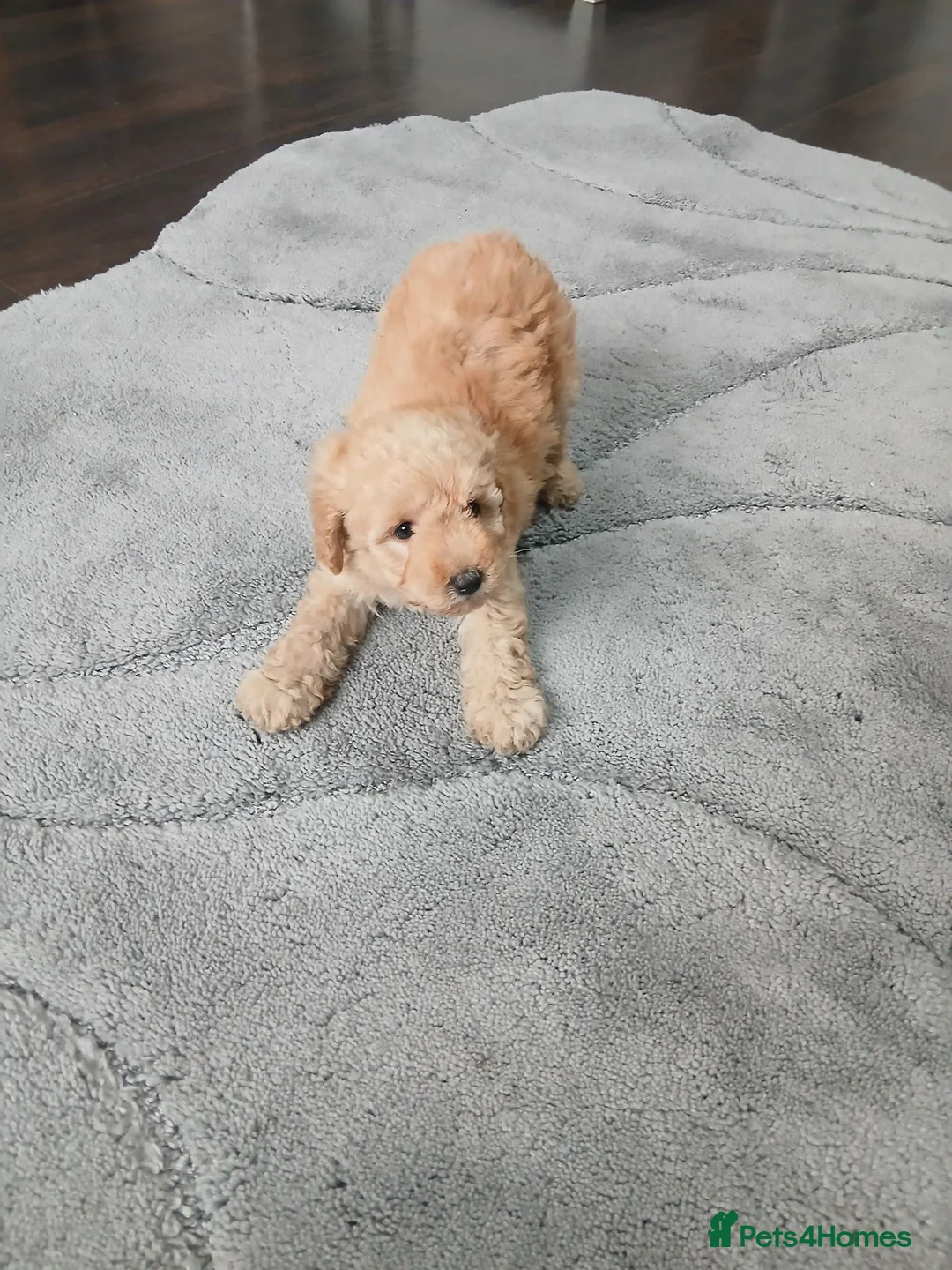 Miniature Poodle dogs for sale: Miniature poodle - Advert 2