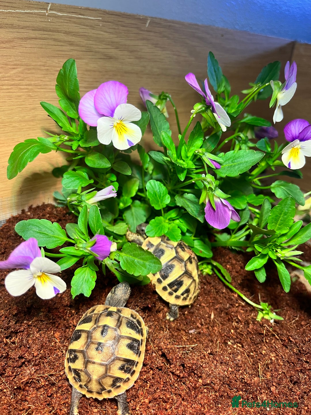 Hermann Tortoise reptiles for sale: Hermanns Tortoise Yearlings - Image 4