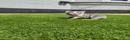 French Bulldog dogs for sale: Top Quality KC Registered French Bulldog 2x Micro  in Bournemouth - Advert 25