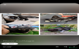 Mixed Breed cats for sale: Lovely little kittens - Image 8