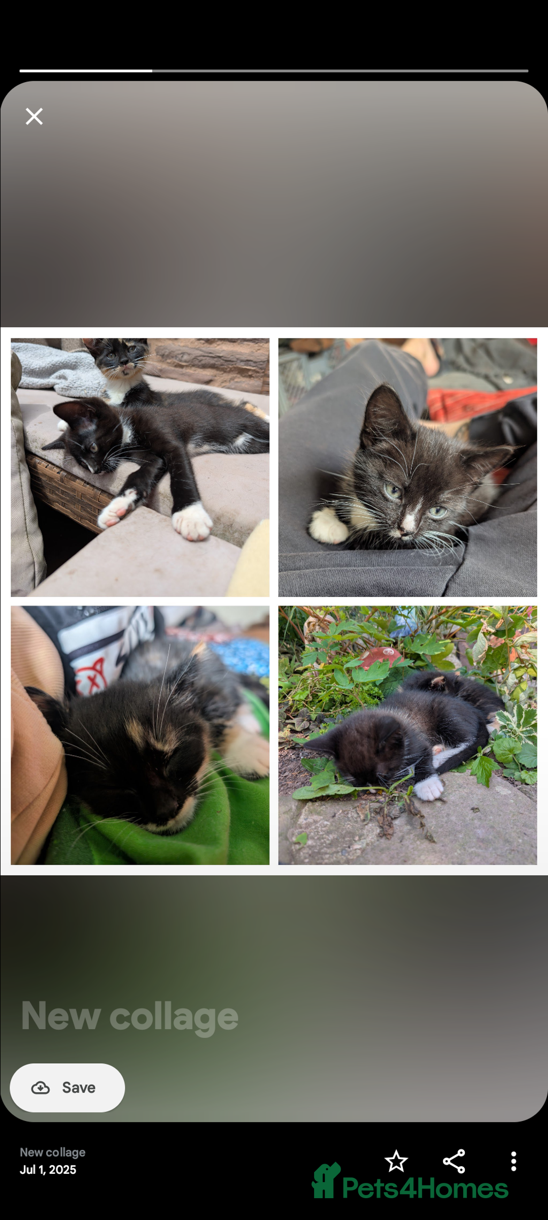 Mixed Breed cats for sale: Lovely little kittens - Image 8