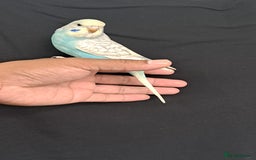 Budgerigars birds for sale: Silly hand tamed baby budgies for sale  - Image 1