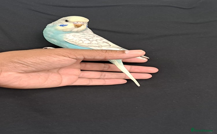 Budgerigars birds - Advert 3