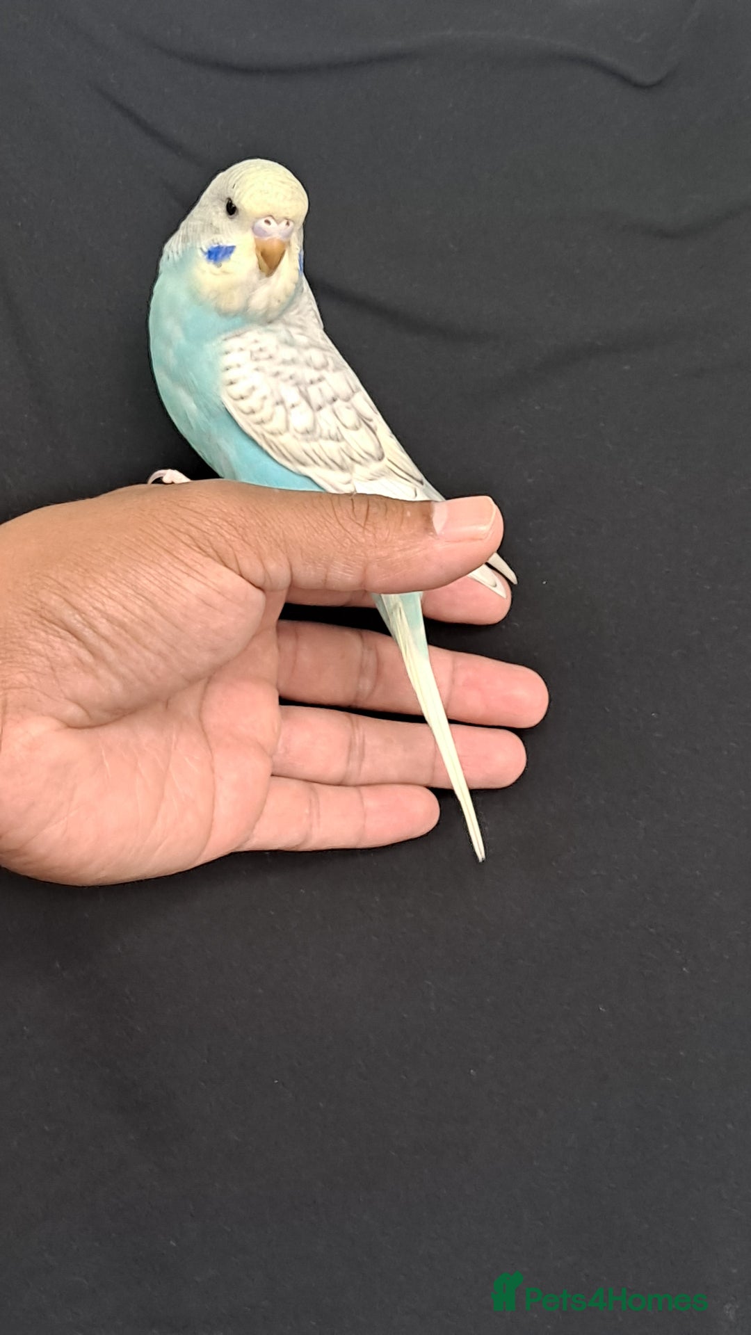 Budgerigars birds for sale: Silly hand tamed baby budgies for sale  - Image 1
