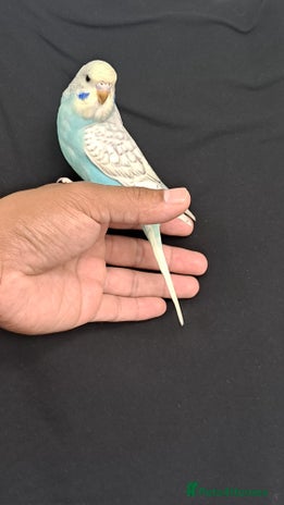 Budgerigars birds for sale - Advert 4