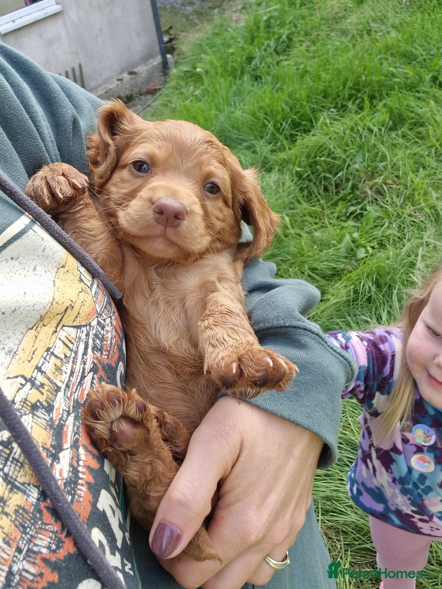 Cocker Spaniel dogs Chunky cocker spaniel puppies - Advert 2
