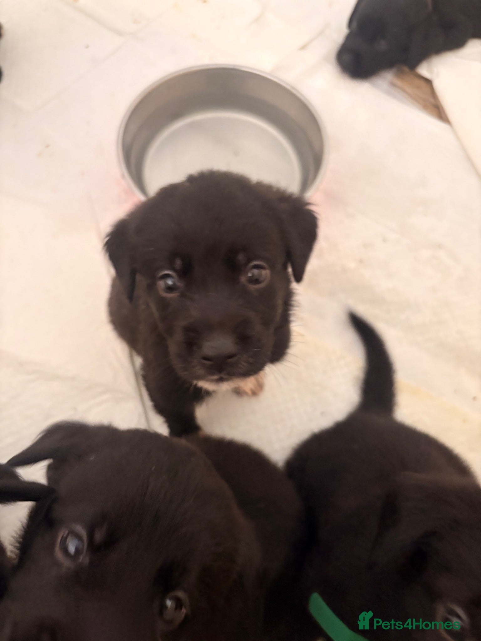 Mixed Breed dogs Ready in 2 weeks - Labernard Puppies - Advert 2