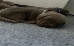 Labrador Retriever dogs for sale: Silver Labrador puppies  - Image 4