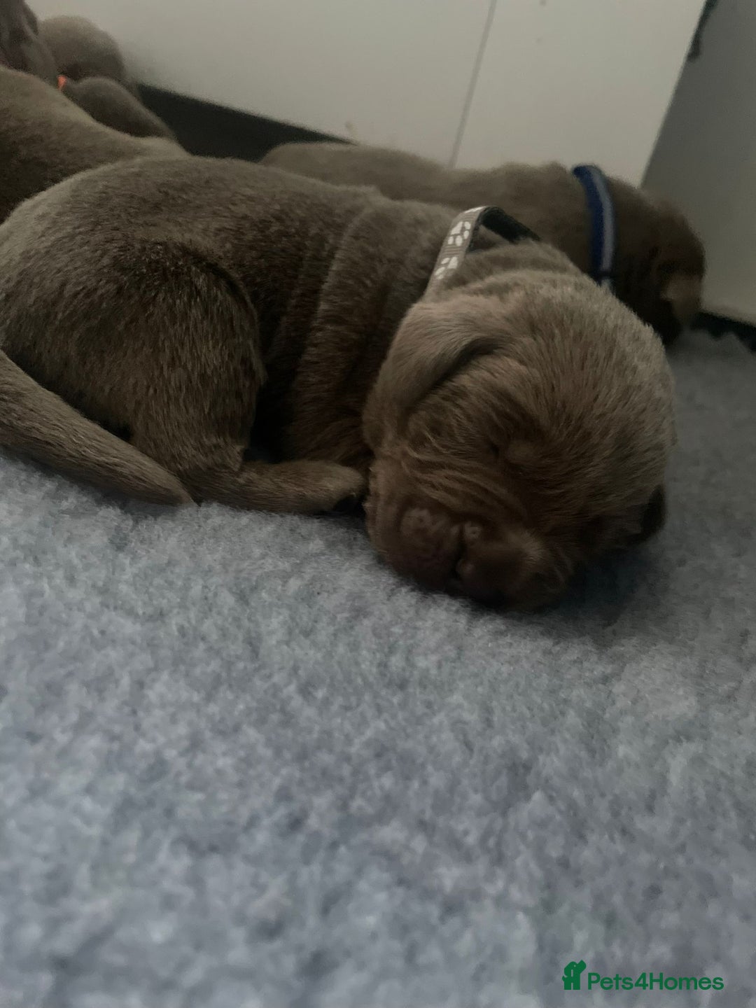 Labrador Retriever dogs for sale: Silver Labrador puppies  - Image 4