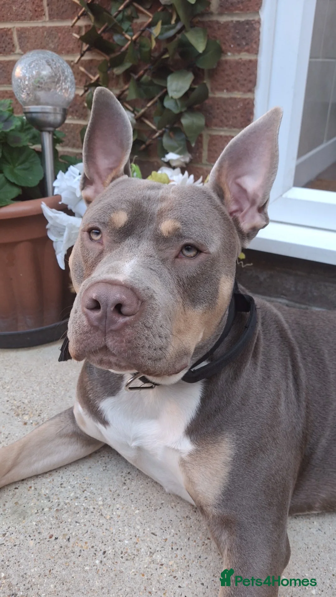 American Bully dogs for stud: Stud American Standard Bully in Southampton - Advert 9
