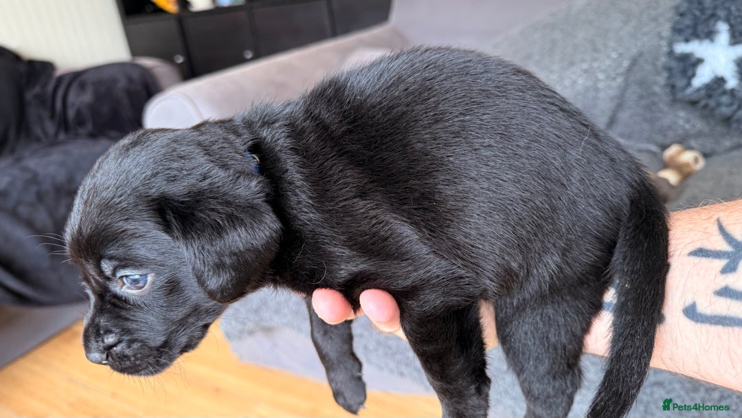 Labrador Retriever dogs for sale: Kc Reg Labrador  Puppies Health Tested Parents - Image 22