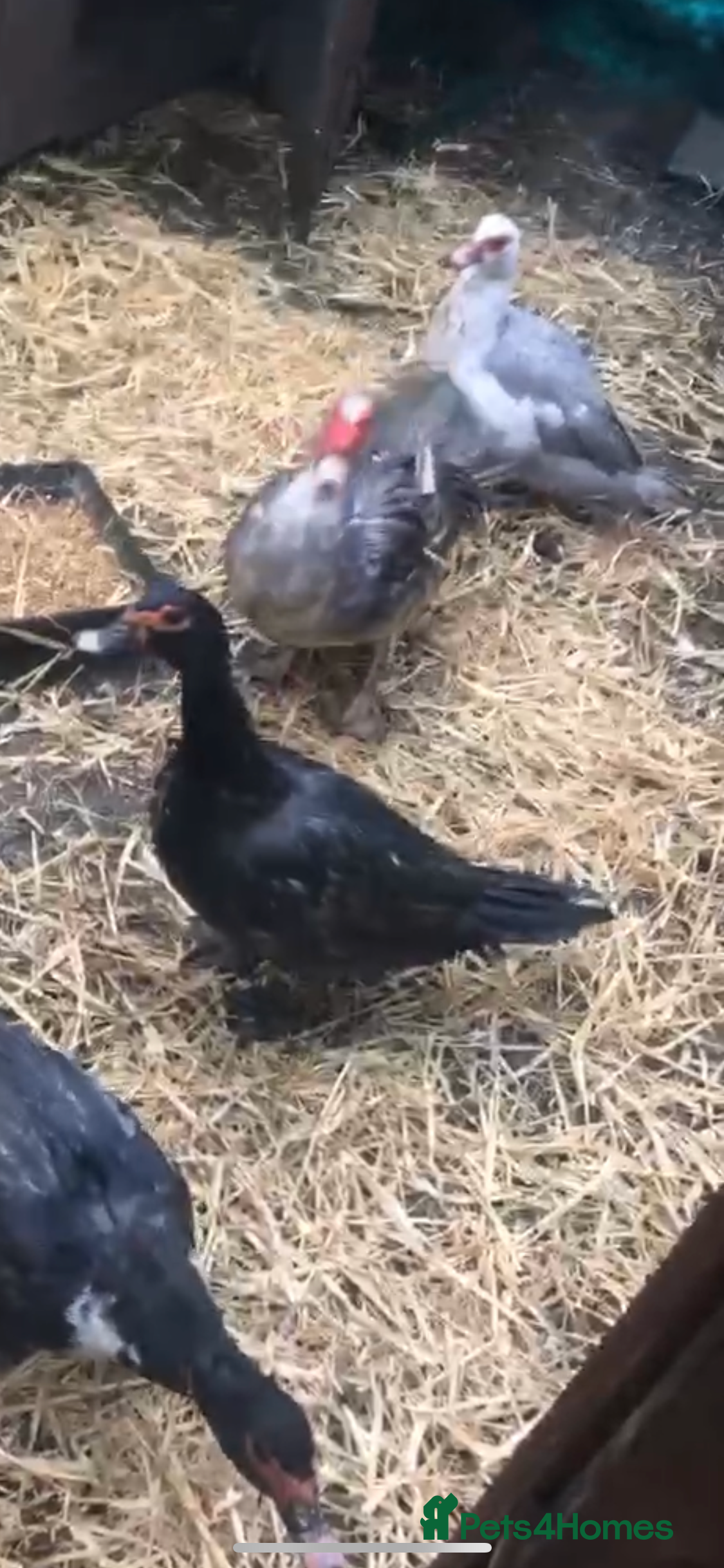 Chickens poultry Muscovy duck  - Advert 10