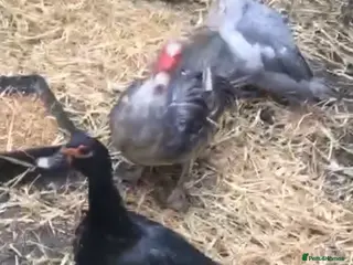 Chickens poultry Muscovy duck - Advert 6