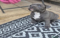 Staffordshire Bull Terrier dogs for sale: **Ready To Leave**KC Blues Champ Blood in Coventry - Image 31